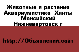 Животные и растения Аквариумистика. Ханты-Мансийский,Нижневартовск г.